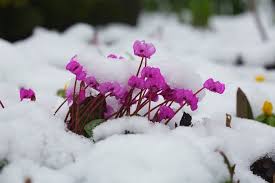 Fleurs d'HIVER – Des couleurs chaudes dans la neige - Archzine.fr
