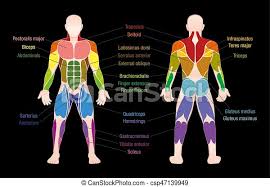 The majority of muscles in the leg are considered long muscles, in that they stretch great distances. Muscle Chart Male Body Colored Muscles Muscle Chart With Most Important Muscles Of The Human Body Colored Anterior And Canstock