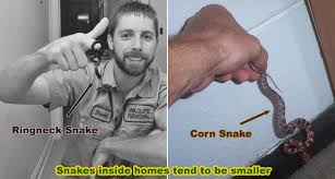 A Snake In Your House