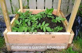 Gardening is my hobby and it is. 6 Ways To Grow Potatoes