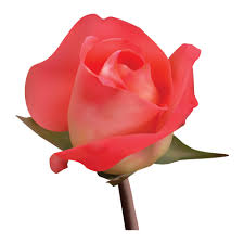 red rose flower vector design