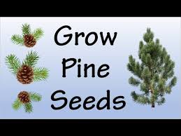 Pinetree Garden Seeds Heirloom Seed