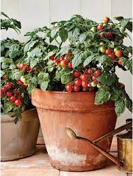 growing tomato plants in containers