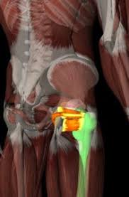 why hamstrings get tight and why