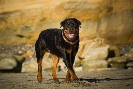 It has recorded the most fatalities when compared to all the others. 10 Most Dangerous Dog Breeds Of 2021 With Pictures Pet Keen