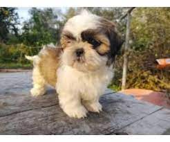 Shitzu puppies are very nice to have and very perfect to bring at home. Three Adorable Shih Tzu Puppies In Fayetteville North Carolina Puppies For Sale Near Me Shih Tzu Puppy Shih Tzu Puppies For Sale