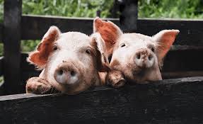 12 fun facts about pigs barton hill farms