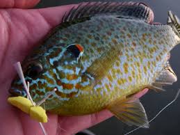 Fly Fishing For Bluegill Panfish Bass On Lakes Current Works