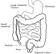 meaning of large intestine in hausa
