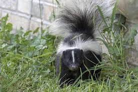 how to get rid of skunks according to