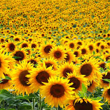 international sunflower guerilla