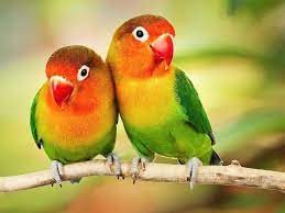 love bird parrot lovebird hd wallpaper