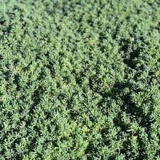 non fragrant sedum blue carpet