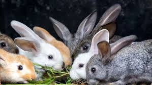 agency collects rabbits urine for