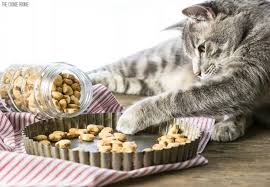 homemade cat treats recipe the cookie