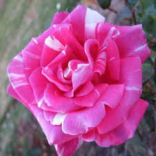 rosa x flower carpet noasplash pink