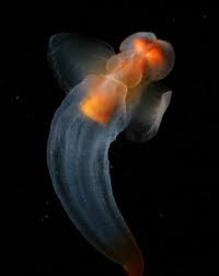 Морской ангел (моллюск) — Википедия