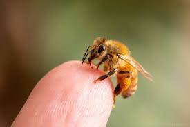 ミツバチ（セイヨウミツバチ）の特徴や豆知識 | 虫の写真と生態なら昆虫写真図鑑「ムシミル」