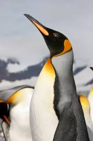 It's a treacherous 12 months in the life of an emperor penguin, but their resilience and dedication to caring for a single precious egg for months on end is simply extraordinary. The Majestic King Penguin A Fun Fact About Kings They Don T Make Nests Of Any Kind They Carry Their Egg Around With Them Penguins King Penguin Cute Penguins