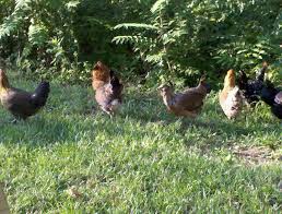 You can try adding some juice as well but you'll need to reapply after every rain. Deciding To Free Range Your Flock Backyard Chickens Learn How To Raise Chickens