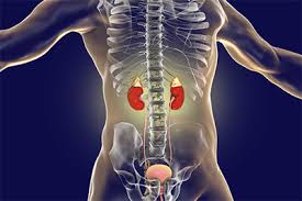 They are beneath the rib cage with one kidney on eit. Substance Abuse Rehabilitation Renal Systems Kidneys Drug Abuse