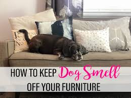 dog smell off your furniture