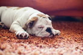 clean dog urine from carpet cuteness
