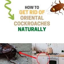 oriental roaches naturally