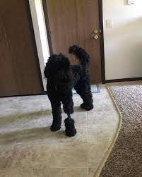 We did not find results for: When She Ain T As Thicc As U Thought Posted In Dogspotting Society By Katie Butler Dogspottingorg Dogspotting D Poodle Grooming Poodle Poodle Haircut Styles