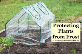 Protecting Plants From Frost 12 Ways