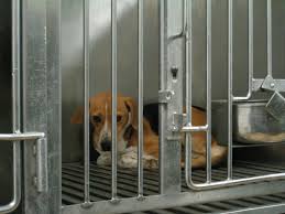 are beagles used for lab experiments