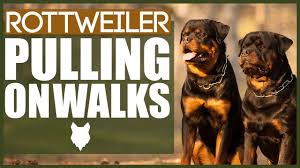 rottweiler pulling on walks