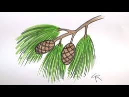 to draw a pine branch needles