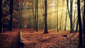 hd wallpaper autumn forest
