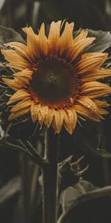 aesthetic sunflower wallpaper