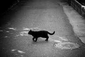 黒猫横切る | GANREF