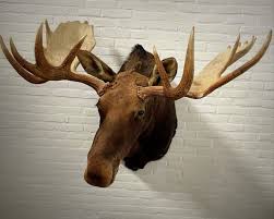 Mounted Moose Head Beast Interiors