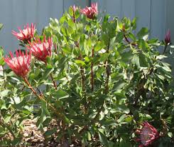 King protea white, 40 cm to 60 cm. Pruning Part 2 Protea Proteaflora