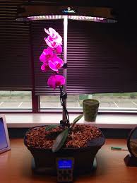 How Great Did My Orchid Grow In The