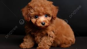 brown poodle puppy with large blue eyes