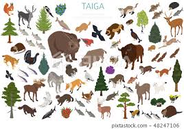 The taiga biome stretches in the northern hemisphere taking huge chunks of north america and eurasia, especially canada and russia respectively. Taiga Biome Boreal Snow Forest Ecosystem World Stock Images Page Everypixel