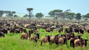 Kubwa Five Safaris - Get Wowter
