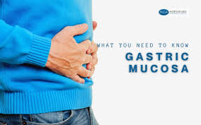 gastric mucosa