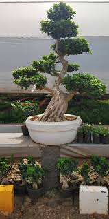 Growing And Caring For Your Bonsai