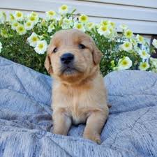 The red golden retriever looks similar to a golden retriever, but he does have slight variations in appearance. Golden Retriever Puppies For Sale Pure Breed Reputable Breeder