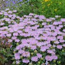 The mix includes both annual and perennial species. 12 Hardy Deer Resistant Proven Winners Perennials Proven Winners