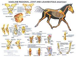 Hind Limb Anatomy Chart Www Hoofprints Com