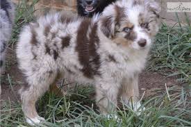 Want to know more about australian shepherd dog? Puppies For Sale From Carolina Pride Aussies Member Since November 2018