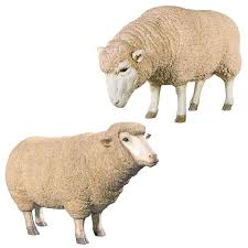 design toscano merino ewes sheep life