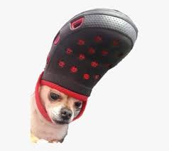 He's not getting any head.scratches. Dog Doggo Meme Crocs Chihuahua Funny Perro Lomito Dog With Croc On Head Hd Png Download Transparent Png Image Pngitem